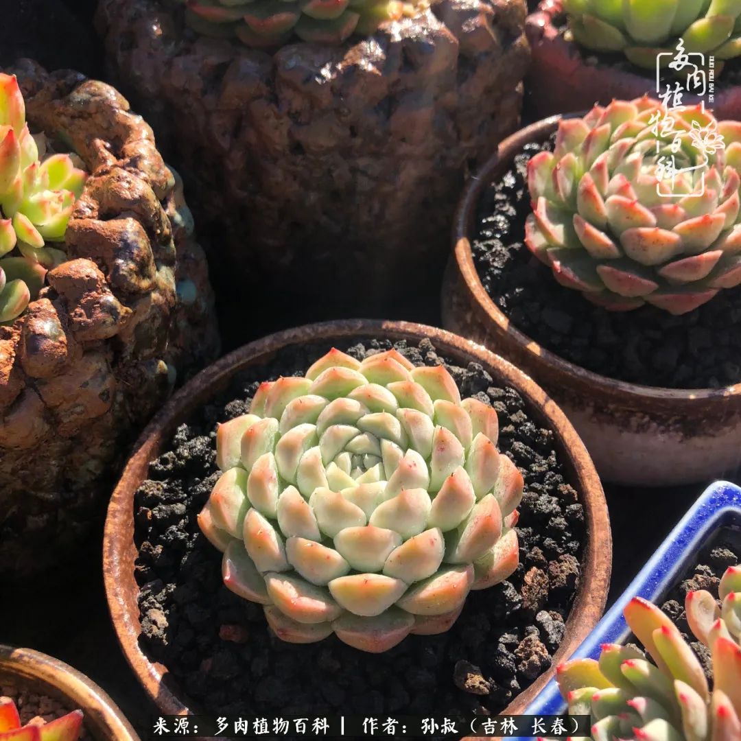 与多肉一起成长,与多肉相伴