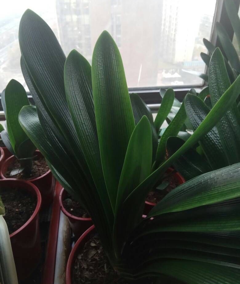 室内光照差反而长得旺的7种花,南方没有光照的阳台种什么植物好