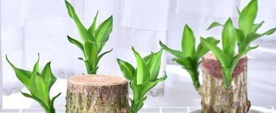 巴西木开花的寓意是什么,巴西木小和尚有什么寓意