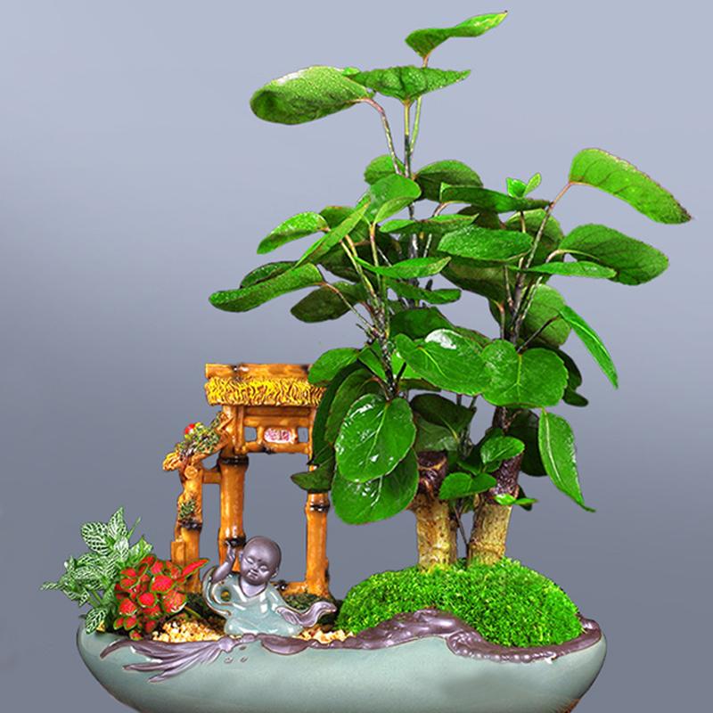 福禄桐养护方法,福禄桐绿怎么养