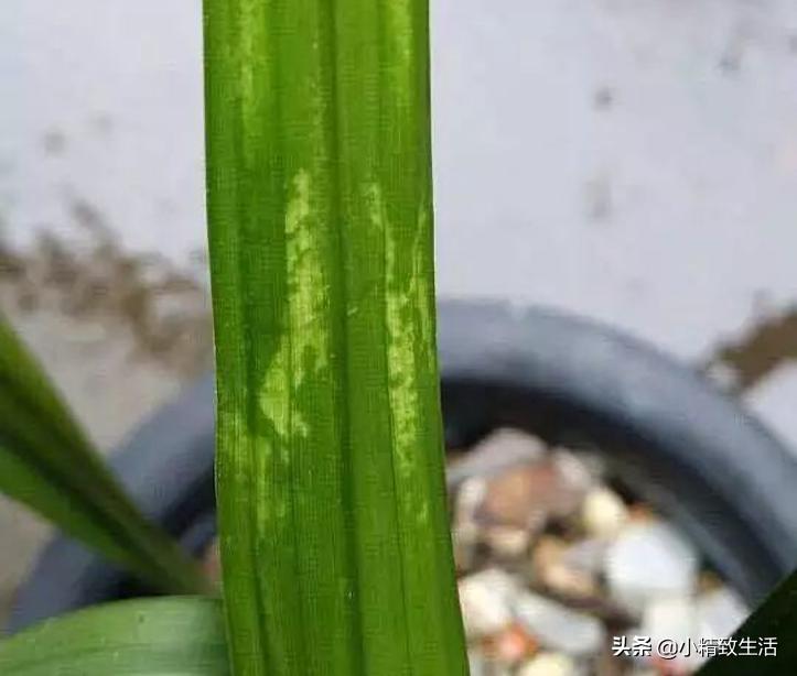 兰花用多菌灵注意什么,兰花生病可以用多菌灵