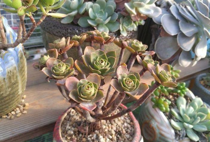 用石头养多肉,白色麦饭石养多肉