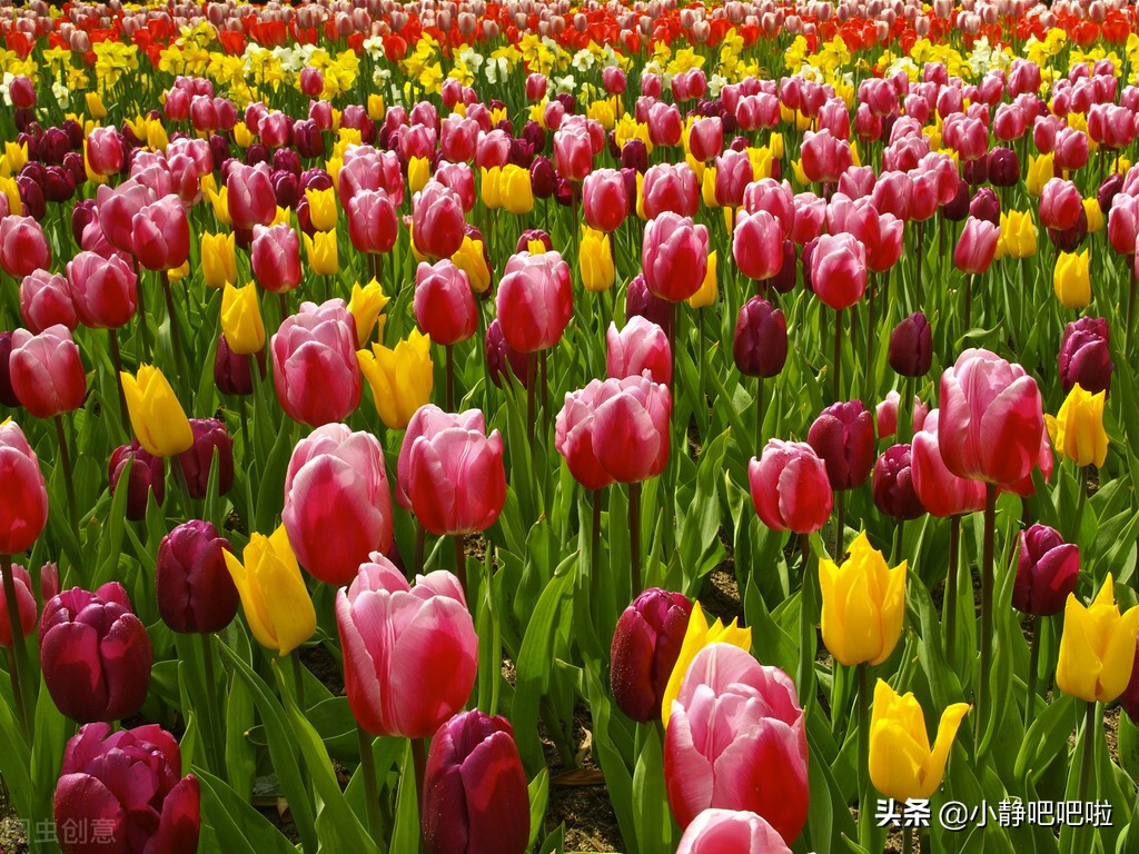 你不知道的国家冷知识捷克,你不知道的国家冷知识立陶宛