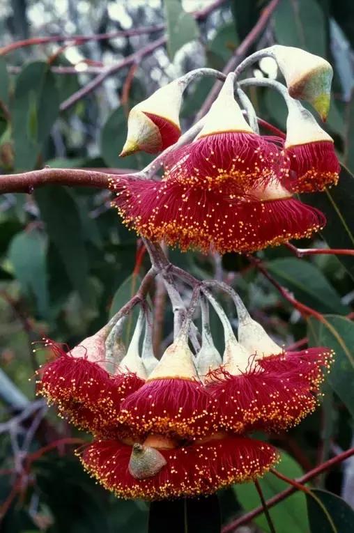 桉树风景图片,西澳桉树花