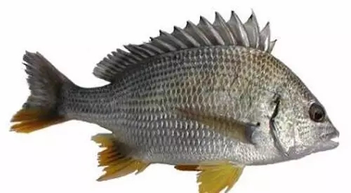 目前最顶级的海鲜鱼,世界上最顶级的海产鱼类