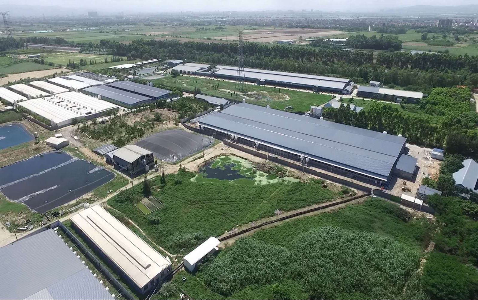 潮南区|智能农场养出“生态猪”，带动近千户农户增效增收