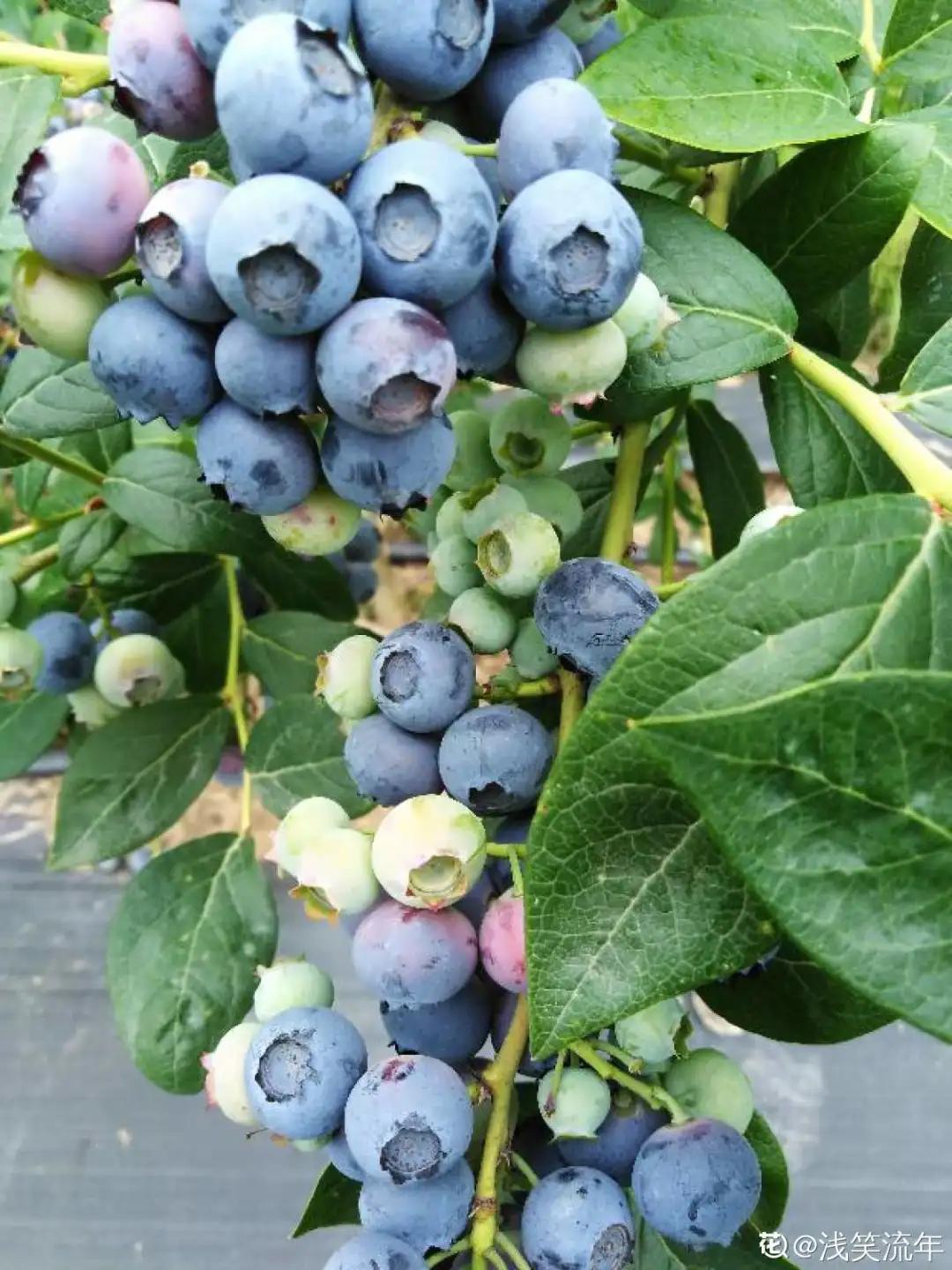 一根枝插土里就能成活的果树,大树枝直接插土里能活吗