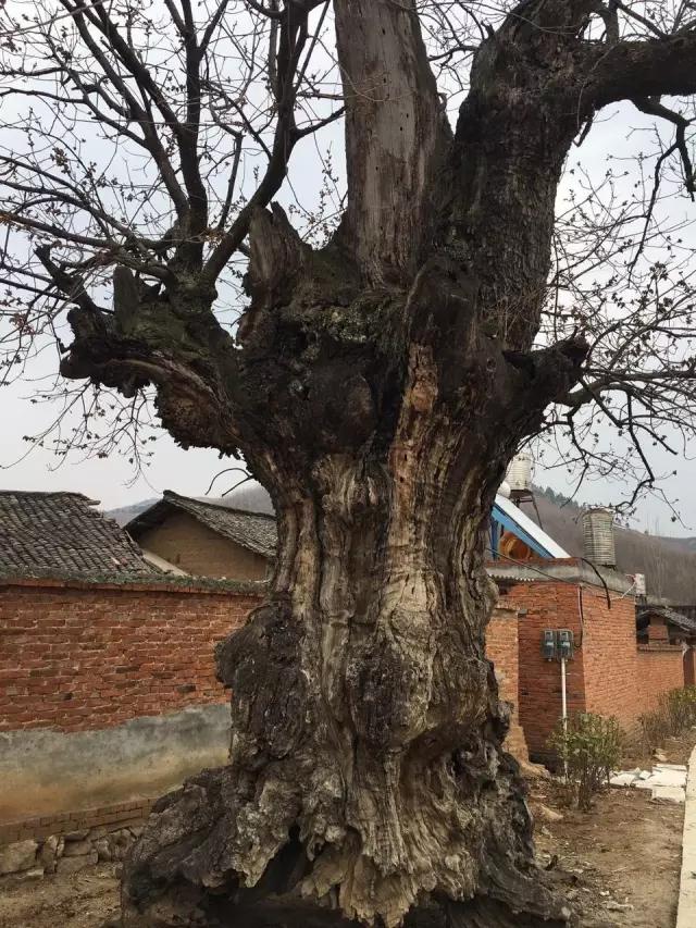 随州市唐县镇人口,随州市唐县镇有多少人口