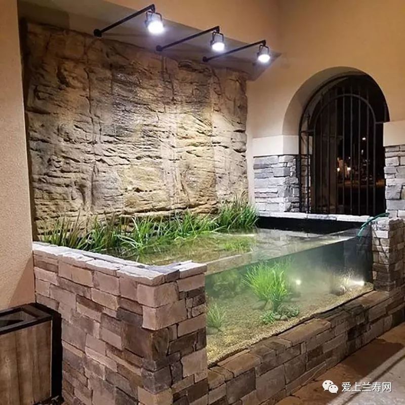 鱼缸五十种鱼,家庭鱼缸养什么鱼更容易存活