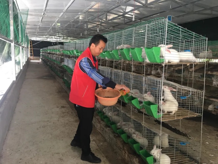 脱贫致富农村,小兔子助农奔向致富路