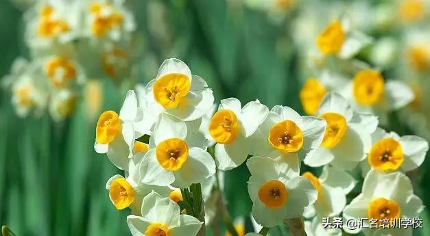 花艺十六种手法,流行花艺简单教学