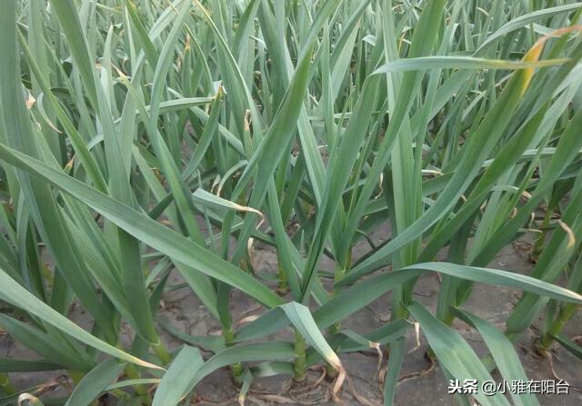 阳台种的蒜苗为什么那么细,阳台花盆种蒜苗用什么肥料好