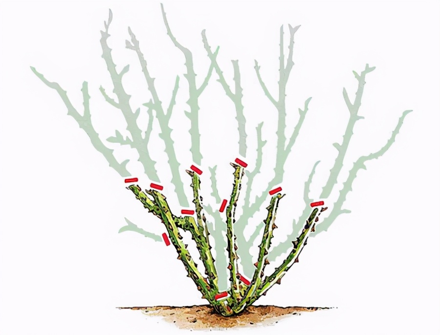 新手必种月季2：瑞典女王——不垂头长势快，耐热耐寒，还耐半阴