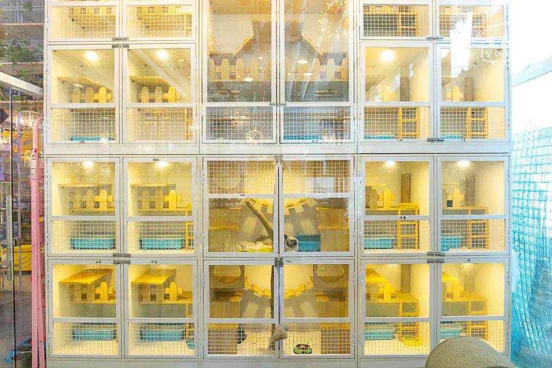 吃饭玩耍一体店,吃饭撸猫二选一