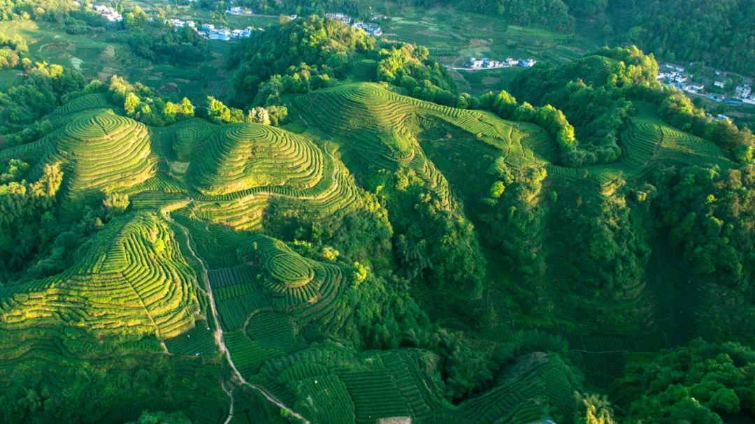 中国白茶产地十大排名,2022年福鼎白茶品牌前十名