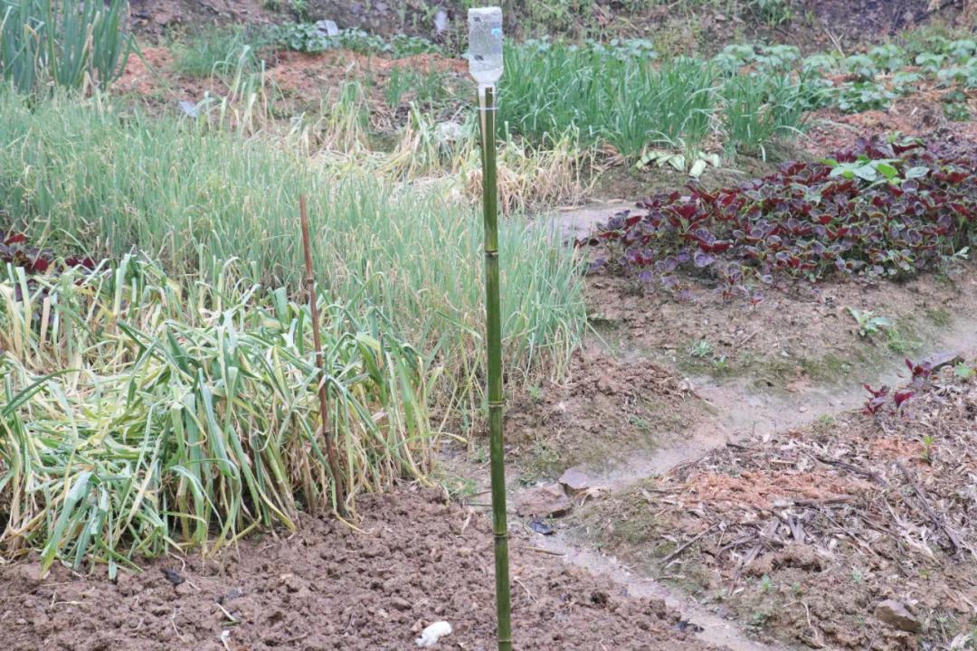 诸暨哪里树莓采摘最好,诸暨摘树莓