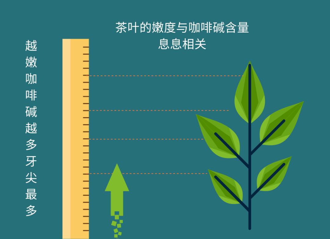 咖啡碱高反而不失眠？揭秘绿茶比红茶更影响睡眠的真相