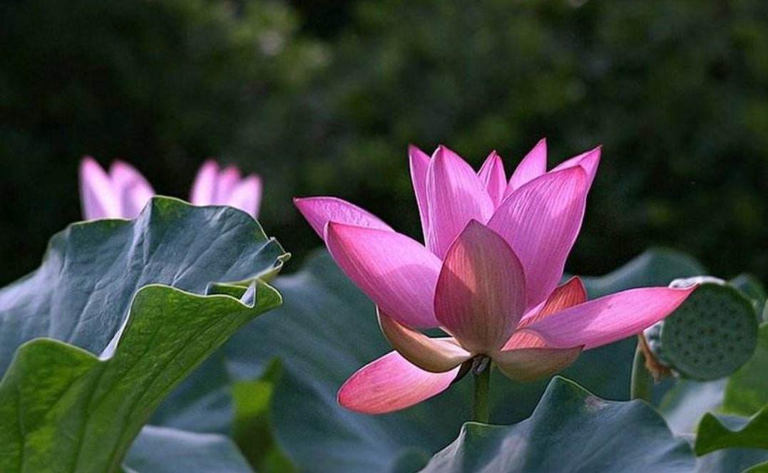 出水芙蓉是什么花图片,出水芙蓉是什么花有什么作用