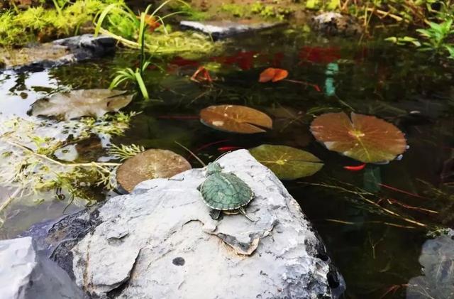 鱼池如何改造成花池,花池改鱼池如何做过滤