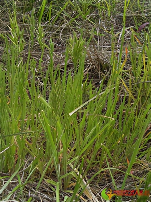 农田杂草图谱防治方法,农田主要杂草图谱