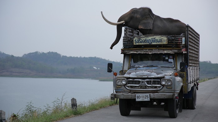 一条公路，一人一象，《亲爱的大笨象》更是在告别过去