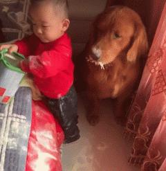 谁说怀孕要送走狗狗？如今狗狗成了孩子专属保镖啦