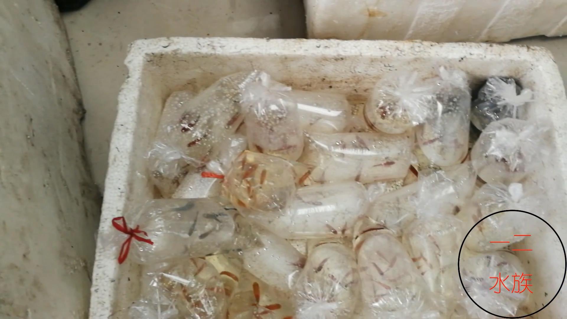 孔雀鱼10元一对成鱼,观赏鱼早市买孔雀鱼视频