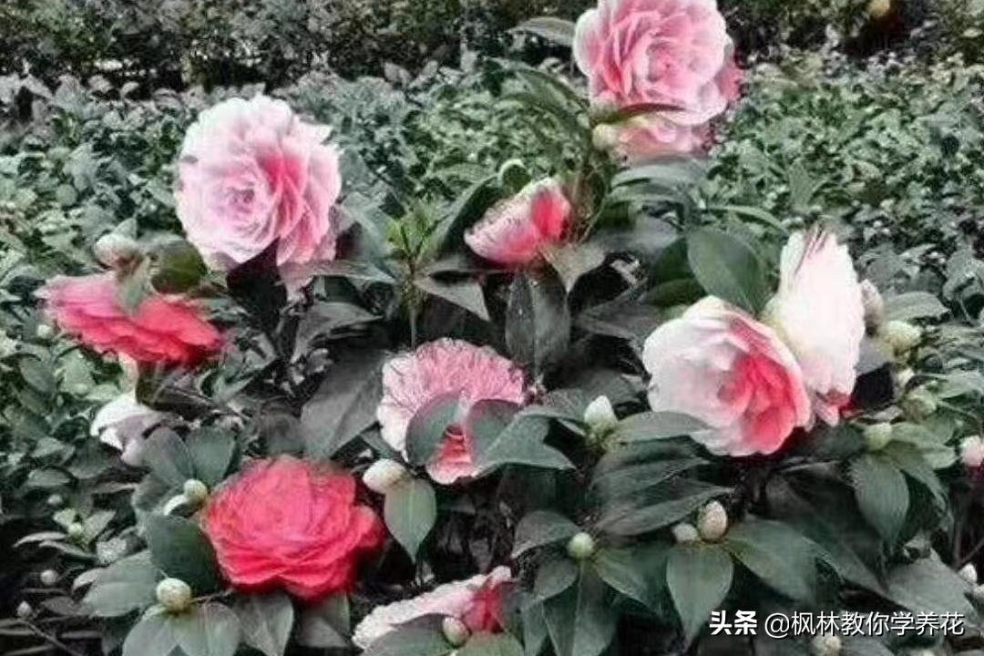 这四款花卉最好养,这4种花冬天也能扦插活