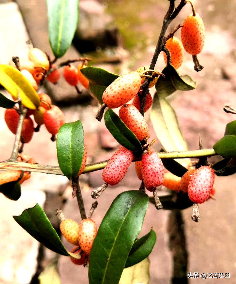 乡村野草集(03)之羊*子奶**