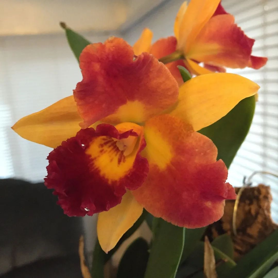 什么品种的卡特兰值得养,洋兰之王