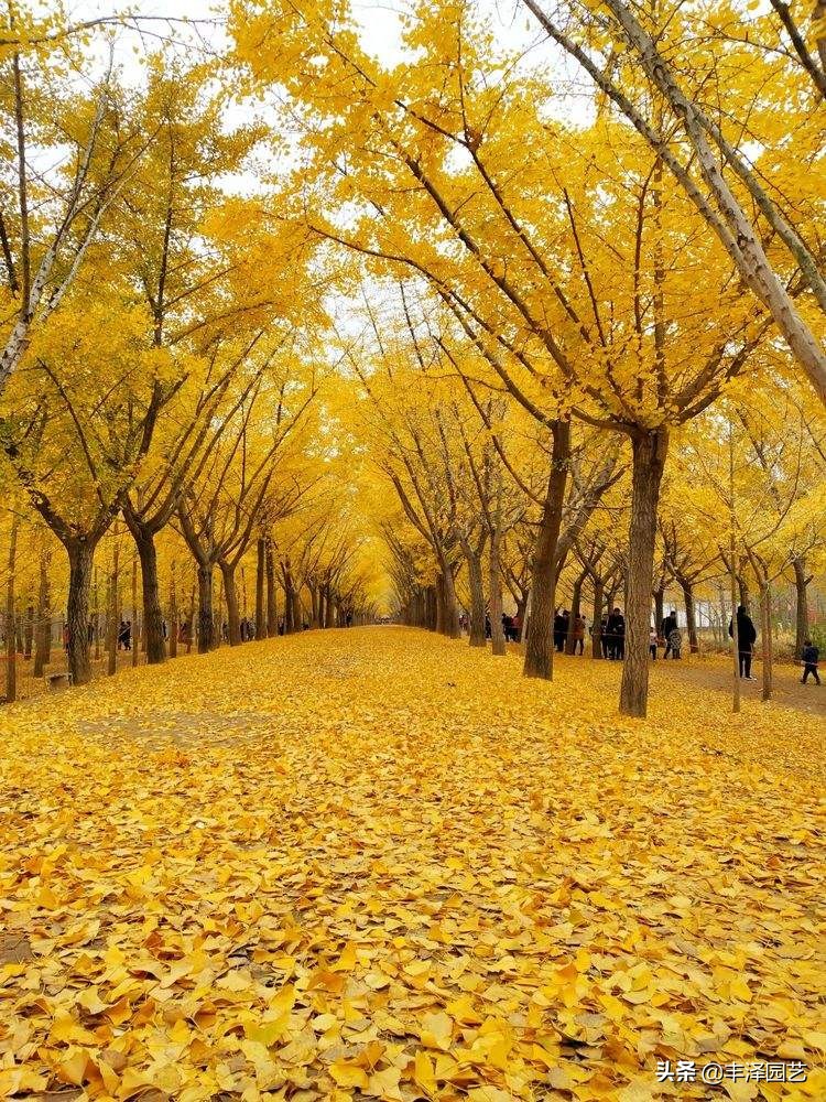 2021银杏树行情园林网,2023年银杏树价格走势