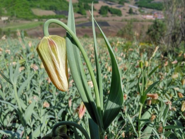 发家致富好项目农村,发家致富赚钱好项目小生意