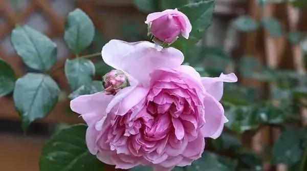 给大家介绍一下玫瑰品种,玫瑰的品种及特点介绍