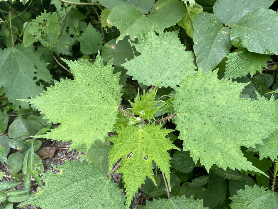 摸了核桃树的叶子手指非常刺疼,摸到火麻会怎么样