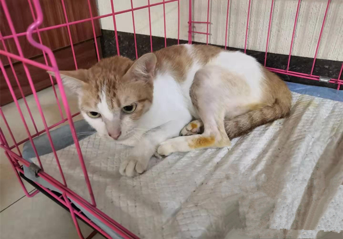 猫咪脊椎骨裂会瘫痪吗,猫咪脊椎错位会导致歪头吗