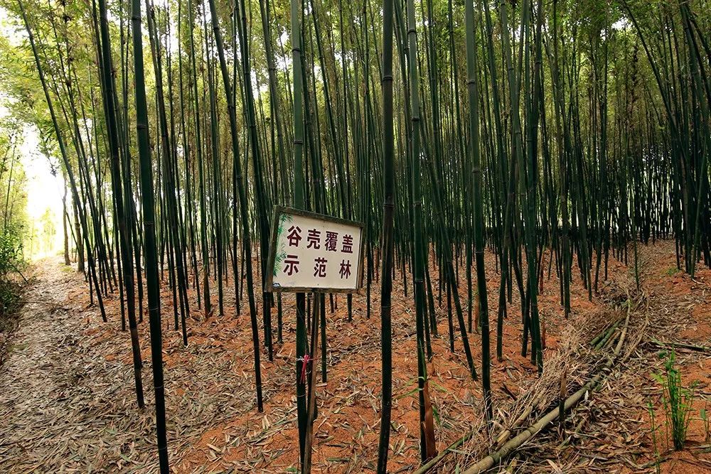 四月天山上春笋鲜,人间四月天春笋鲜