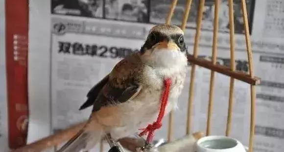 伯劳鸟饲养,没睁眼的伯劳怎样饲养