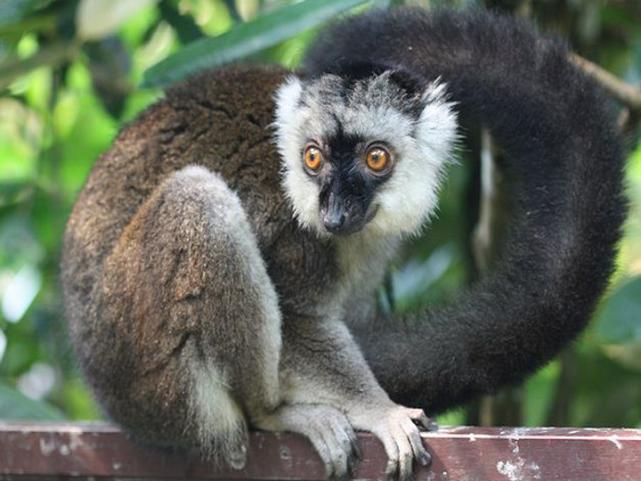 黑狐猴为什么吃马陆,狐猴为什么不怕马陆