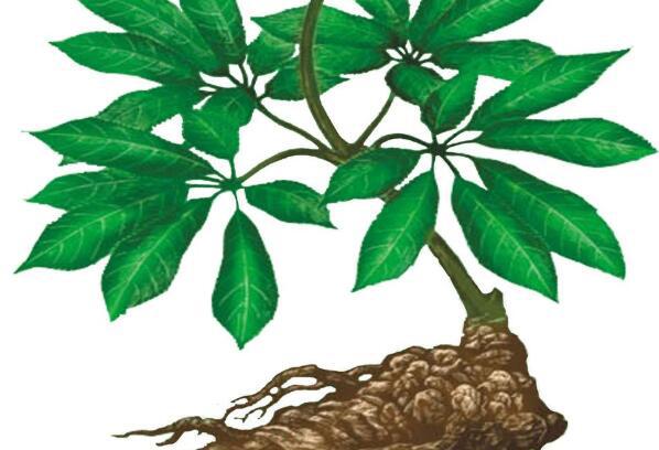 三七保健药,每天认识一味药三七