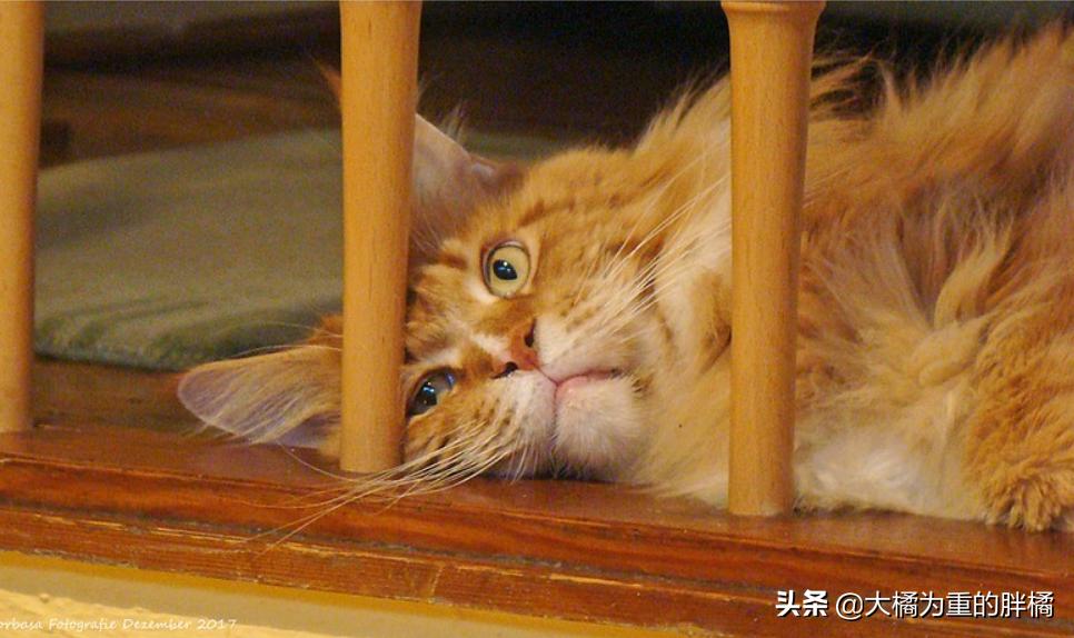 生气的小猫咪怎么哄,生气的猫怎么哄
