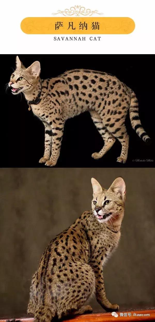 搜猫咪各种图片,世界猫咪图录