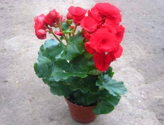 海棠花怎么养殖最好,海棠花怎么养和栽培