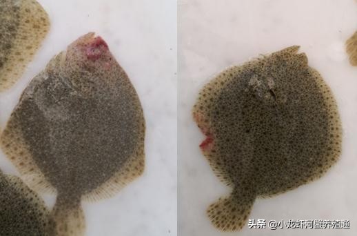 水产技术专家,水产养殖顶级专家