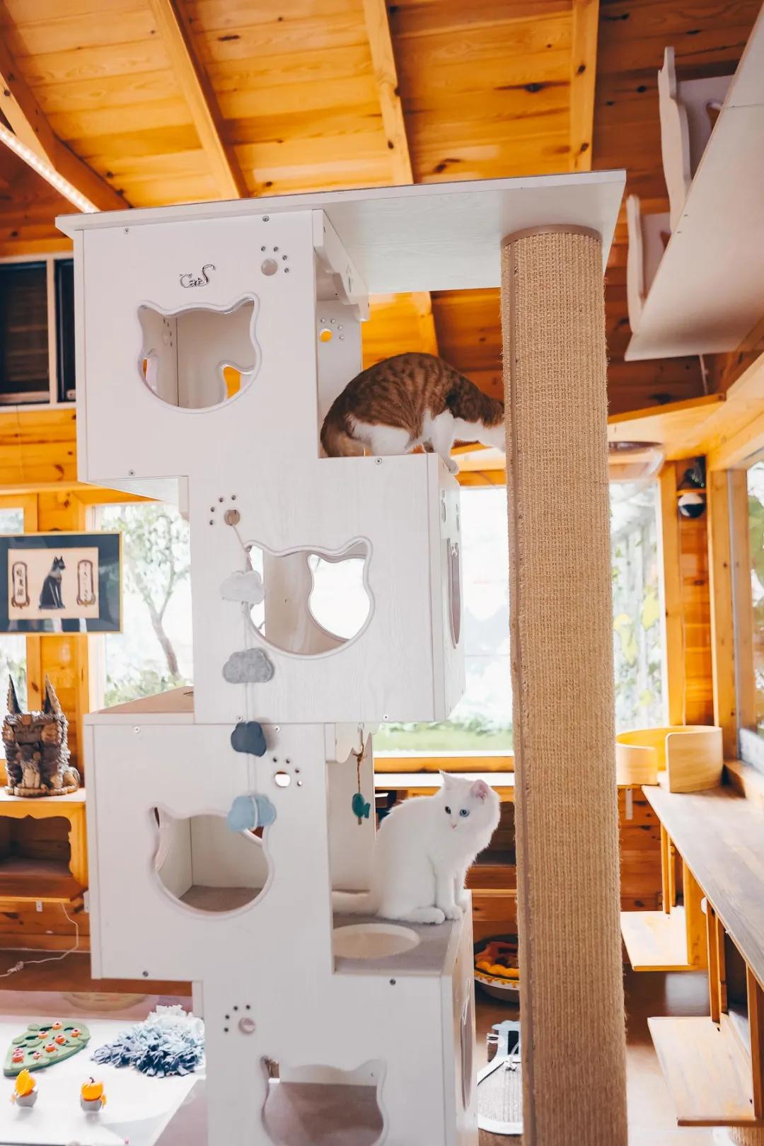 找领养新成员|你好呀，铲屎官