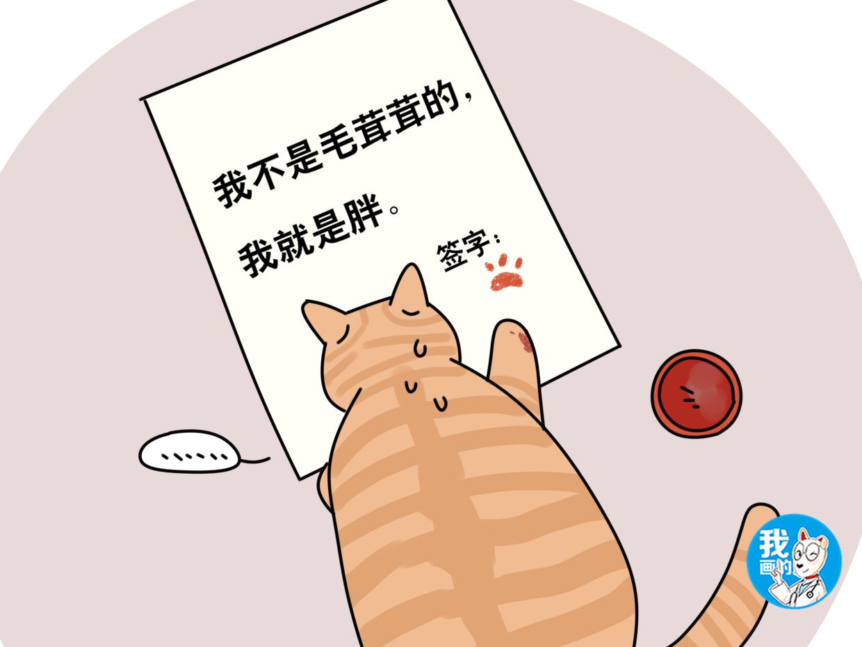 辟谣:猫咪肚子下有块赘肉是胖的吗?所见的胖或许不是胖