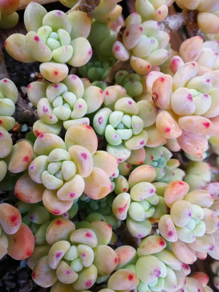 花卉叶子喷什么水好,什么溶液喷花卉叶子最好