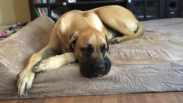 世界上十大巨型犬排名,世界上最凶猛的20种犬