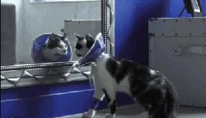 给猫戴上脖圈之后很低落,为什么给猫戴上猫圈就安静了