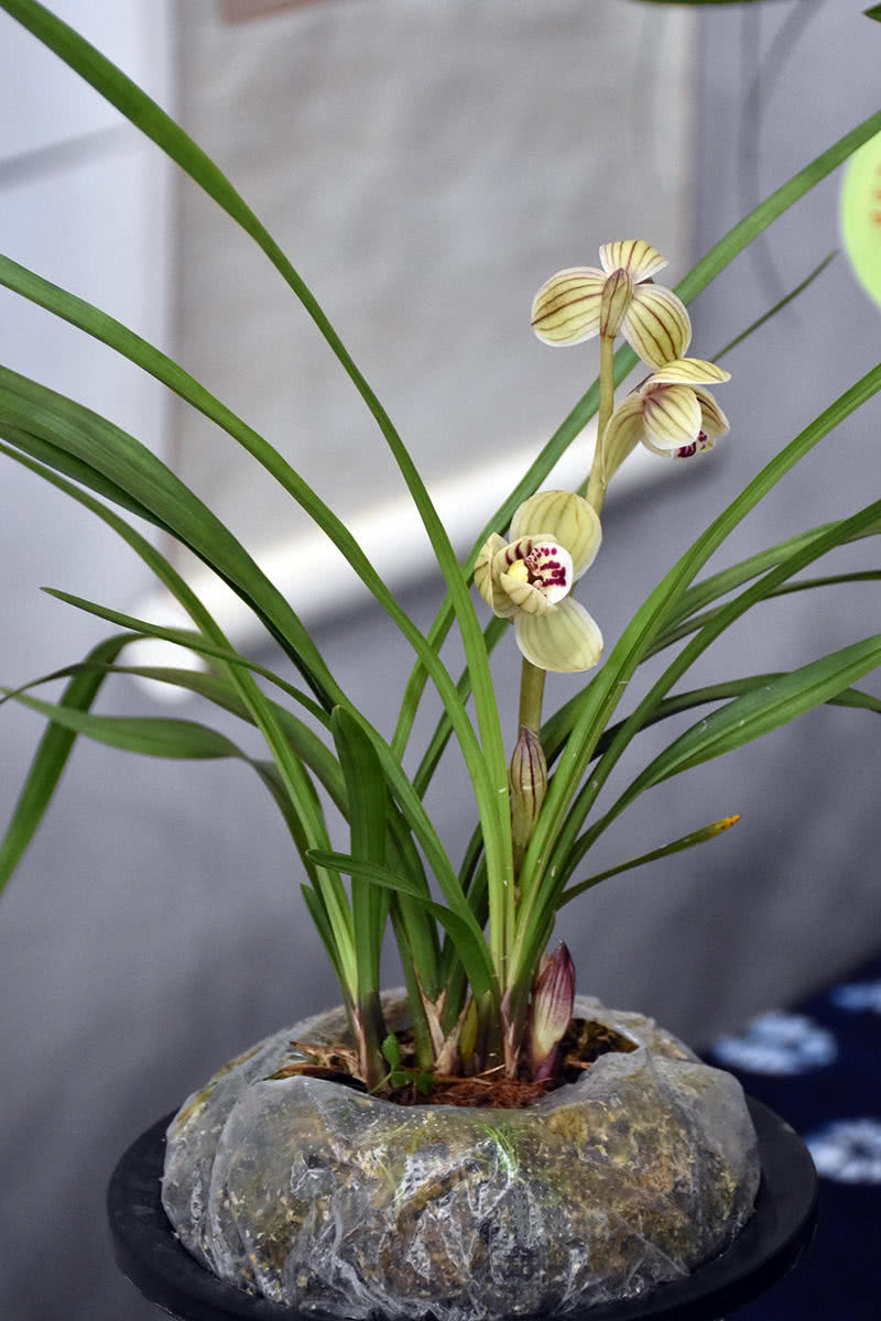 樱花植物有哪些品种,植物世界系列