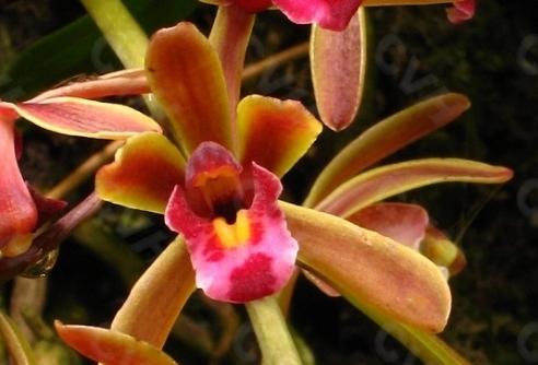 最好的兰花品种图片及名称大全,各种兰花品种详细介绍大全